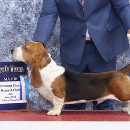 Milo - Basset Hound