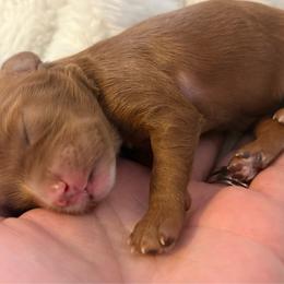 Red  Female with white markings - Red female Cavapoo puppy in Gilbert, Arizona from Arizona Toy Cavapoos – Health‐Tested & Home‐Raised