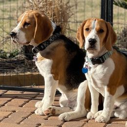 Beagles from Scentini Beagles