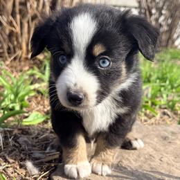 Toby (ASDR and AKC) - Black tri male Miniature Australian Shepherd puppy in Stockton, Missouri from Kizmit Farmz