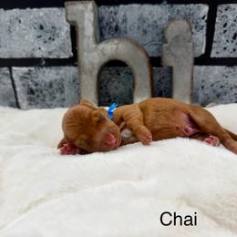 Chai - Red male Dachshund puppy in Goodyear, Arizona from AZ Low Life Doxies