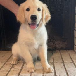 Prince - Light golden male Golden Retriever puppy in Ennis, Texas from Amberidge Golden Retrievers
