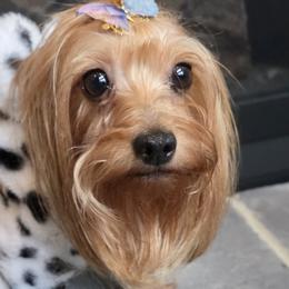 Poppy - Yorkshire Terrier