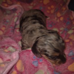 Ckc Dapple girl 1 - Dapple female Dachshund puppy in Madisonville, Tennessee from LaRose Farm & Kennels