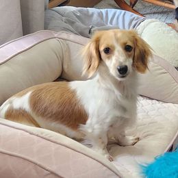 Piper - Dachshund