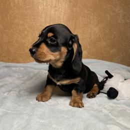 Roy - Black and tan male Dachshund puppy in Norco, California from Norco dachshunds