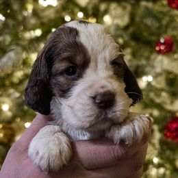 Kessie - Liver and white female English Springer Spaniel puppy in Florida from Thunderbird Springers
