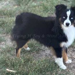 Jagger - Toy Australian Shepherd