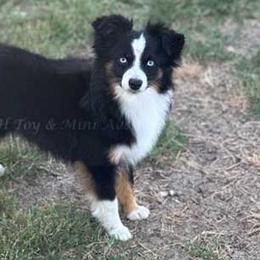 Jagger - Toy Australian Shepherd