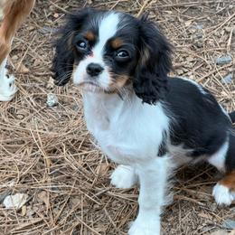 Angus - Tri-color male Cavalier King Charles Spaniel puppy in Cleveland, Georgia from Cavalier Country Farm