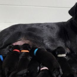 Labrador Retriever Puppies from Steele Caliber Retrievers