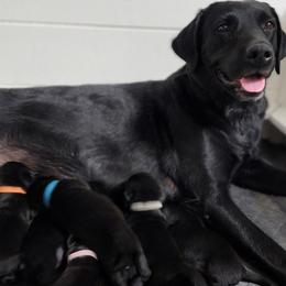 Labrador Retriever Puppies from Steele Caliber Retrievers