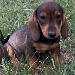 Boy 2 - Red male Dachshund puppy in Plato, Missouri from David & Stacey's Dachshunds