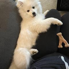 American Eskimo Dogs from White Gypsy Ranch