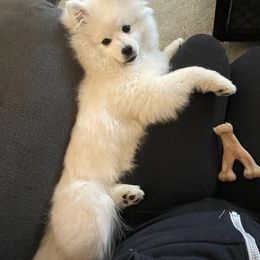 American Eskimo Dogs from White Gypsy Ranch