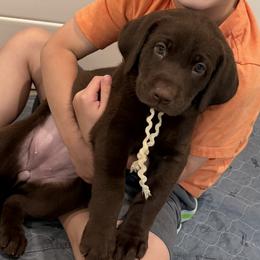 White Collar Chocolate Female - Chocolate female Labrador Retriever puppy in Gainesville, Georgia from Rucker Retrievers