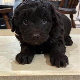 Piglet - Brown and white female Aussiedoodle puppy in Oklahoma City, Oklahoma from Foneb Farm - The F1B Farm