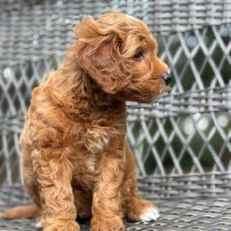 Coal - Red  male Goldendoodle puppy in Brooksville, Florida from Abby’s Standard Goldendoodles
