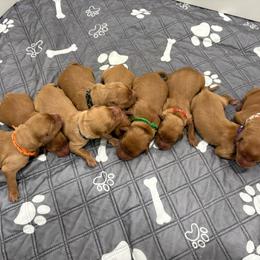 Boy 1 - Dark golden male Golden Retriever puppy in Marshfield, Missouri from Hilltop Kennel LLC
