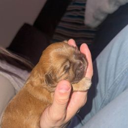 Girl 3 - Gold female Shih Tzu puppy in Azusa, California from RJ Shih Tzu lover