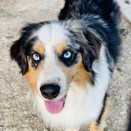 Scooter - Miniature Australian Shepherd