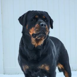 Hera - Rottweiler