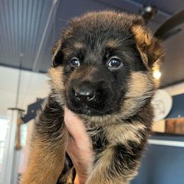 Mr. Burgundy - Black and red male German Shepherd puppy in Purcellville, Virginia from Starry Night German Shepherd Dogs