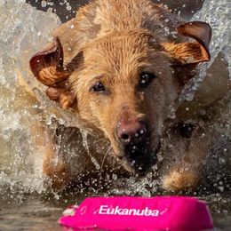 Ki - Labrador Retriever