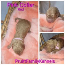 Pink - Red  Poodle puppy in Athens, Texas from Pruitt Family Kennels