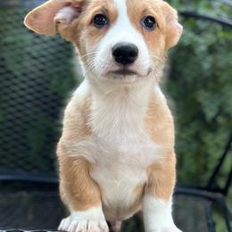 Arcadia - Red and white male American Corgi puppy in Hope, Arkansas from Foxy Knoll Farm