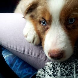 Australian Shepherd Puppies from Peacock’s Pride Australian Shepherds