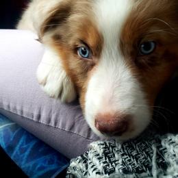 Australian Shepherd Puppies from Peacock’s Pride Australian Shepherds