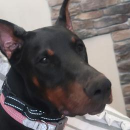Doberman Pinscher puppies from Lorelei Legends
