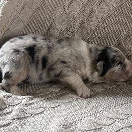 Benny - Blue merle male Australian Shepherd puppy in Bainbridge, Ohio from CK Aussies