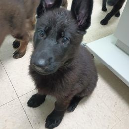 Girl 2 - Green Collar - Black female German Shepherd puppy in Fairmont, West Virginia from vom Haus Regenbaum