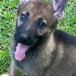 Yellow collar - Sable German Shepherd puppy in Punta Gorda, Florida from Blitzenhaus Working Dogs