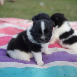 Nutmeg - Tri-colored female Pomeranian puppy in Saint Ignatius, Montana from Pomeranians Montana