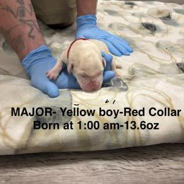 Labrador Retriever Puppies from Kansas Happy Tails