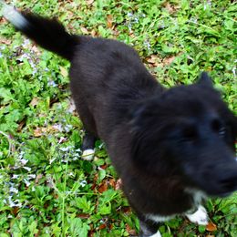 Siberian Husky Puppies from Blue Moon Siberian Husky Haven