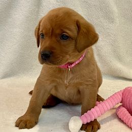 Girl 1 - Labrador Retriever puppy in Harrison, Arkansas from Brandywine Labradors