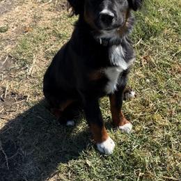 Henry - Black tri male Miniature American Shepherd puppy in Milton Freewater, Oregon from Sparkling Cross Toy & Mini Aussies