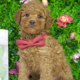 Marco - Red  male Goldendoodle puppy in Brandon, Florida from Murphys Doodles