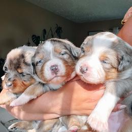 Australian Shepherd Puppies from Ember Aussies NJ/NY/PA