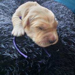 Andromedea - Purple - Golden male Golden Retriever puppy in Lucasville, Ohio from Halo Kennels