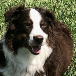 Australian Shepherds from TX Wild Heart Aussies