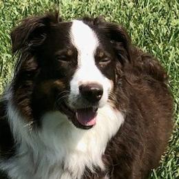 Australian Shepherds from TX Wild Heart Aussies