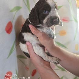 Boy 8 JACKFRUIT - Liver and white male English Springer Spaniel puppy in Saginaw, Michigan from Kemerer Springers
