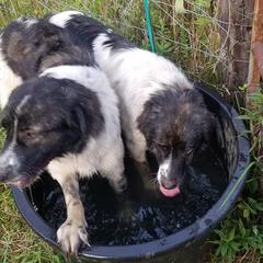 Karakachans from Saarinen Farm Kikos and Karakachans