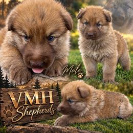 Boy 1 - Liver male German Shepherd puppy in Allentown, Pennsylvania from VMH Shepherds