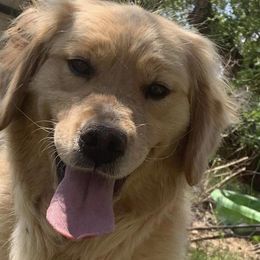 Malibu - Golden Retriever